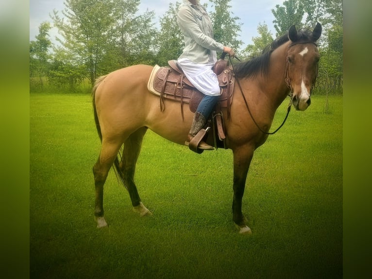 Appaloosa Castrone 4 Anni 152 cm Falbo in Laotto