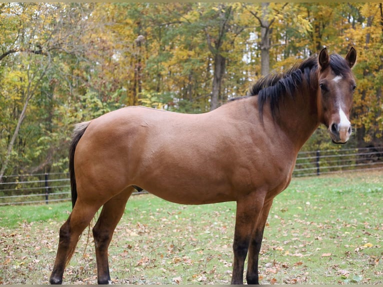 Appaloosa Castrone 4 Anni 152 cm Falbo in Laotto
