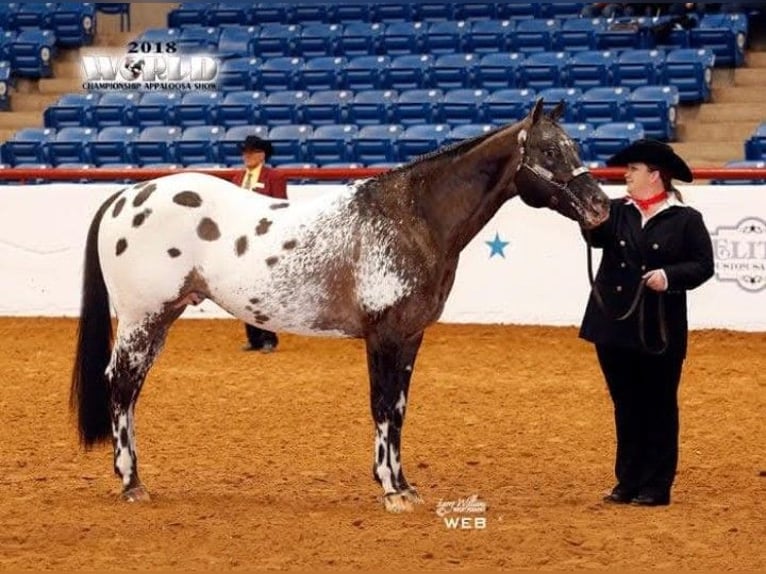 Appaloosa Castrone 4 Anni 152 cm Falbo in Laotto