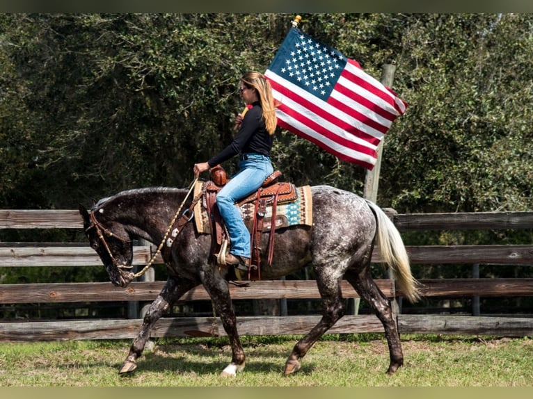 Appaloosa Castrone 4 Anni 152 cm in Ocala, FL