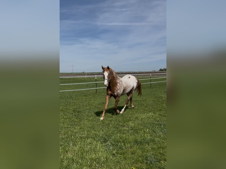 Appaloosa Castrone 4 Anni 154 cm Sauro in Nördlingen