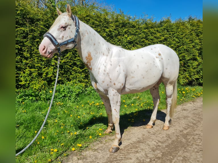 Appaloosa Castrone 4 Anni 155 cm Roano rosso in Lentschow