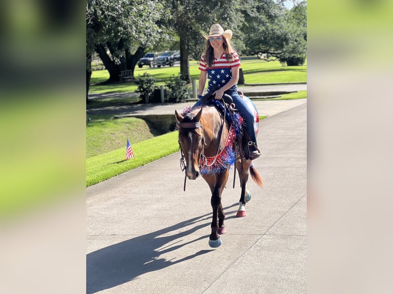 Appaloosa Castrone 4 Anni 157 cm Baio ciliegia in Hockley, TX