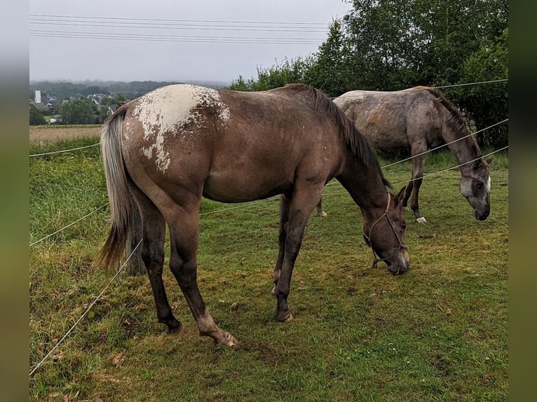 Appaloosa Castrone 4 Anni 158 cm Baio roano in Morbach