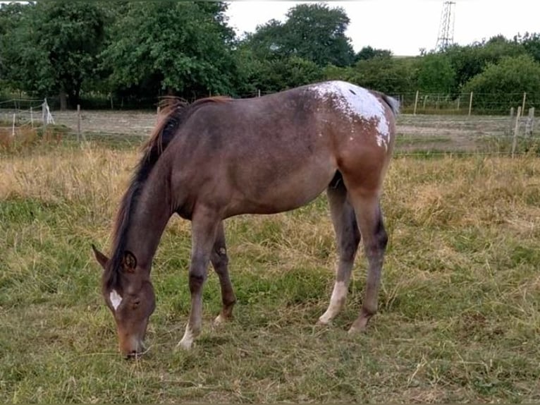 Appaloosa Castrone 4 Anni 158 cm Baio roano in Morbach