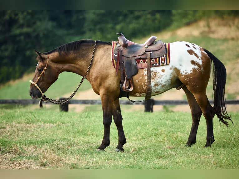 Appaloosa Castrone 4 Anni 158 cm in München