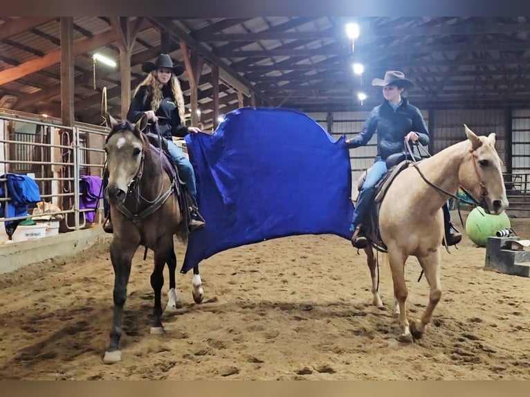 Appaloosa Castrone 4 Anni 160 cm Pelle di daino in Robards