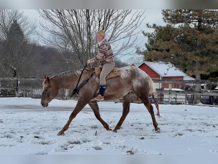 Appaloosa Castrone 4 Anni 163 cm  in New Holland