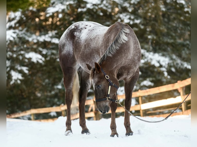 Appaloosa Castrone 4 Anni 163 cm  in New Holland