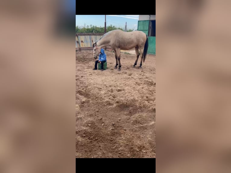 Appaloosa Mix Castrone 4 Anni 172 cm in Nules