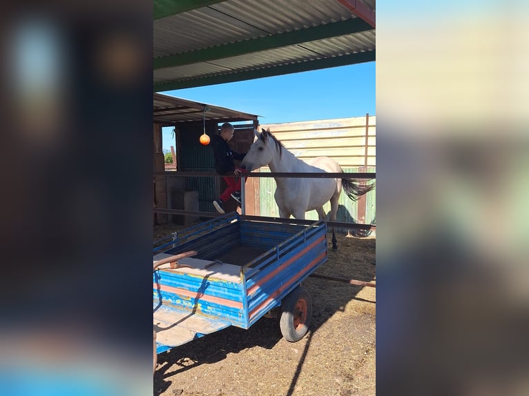 Appaloosa Mix Castrone 4 Anni 172 cm in Nules