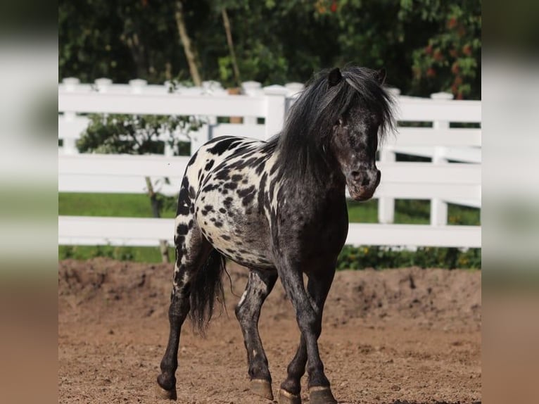 Appaloosa Castrone 4 Anni 95 cm Leopard in Oberlangen