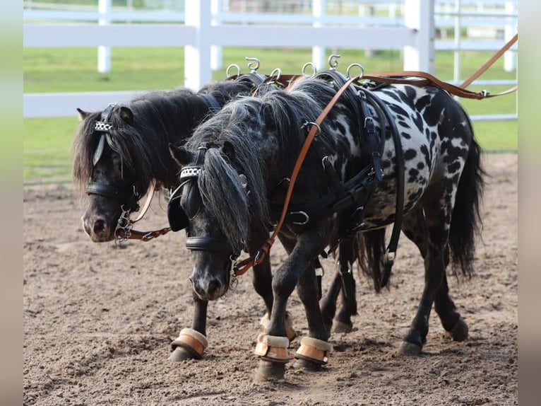 Appaloosa Castrone 4 Anni 95 cm Leopard in Oberlangen