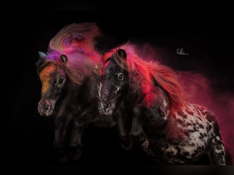 Appaloosa Castrone 4 Anni 95 cm Leopard in Oberlangen