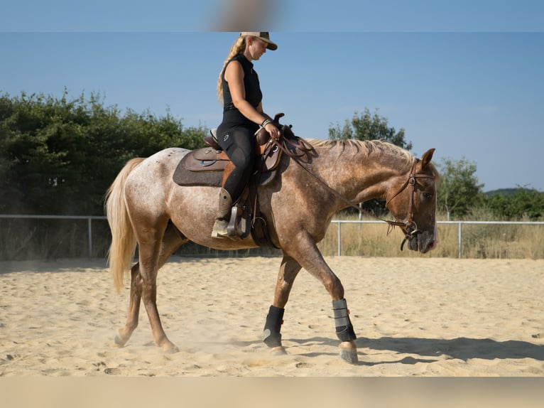 Appaloosa Castrone 4 Anni  in Niedermohr