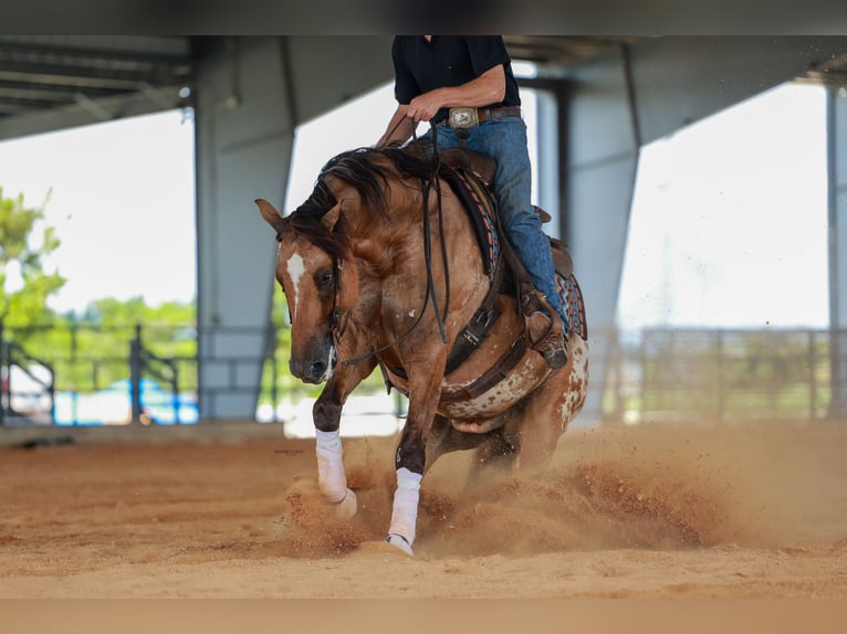 Appaloosa Castrone 4 Anni Falbo in Miami