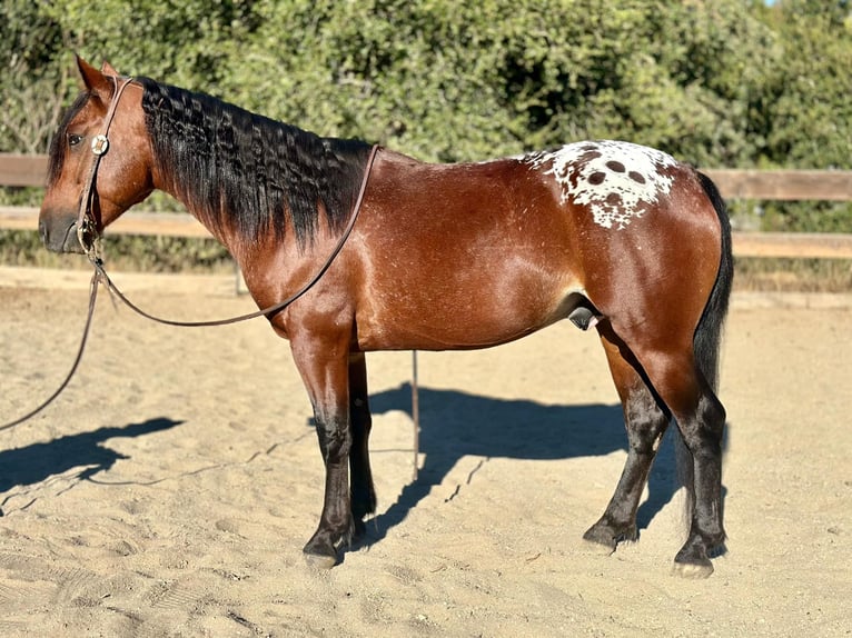 Appaloosa Castrone 5 Anni 137 cm Baio ciliegia in Bitterwater, CA