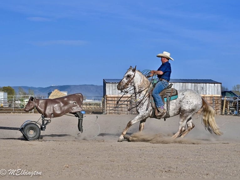 Appaloosa Castrone 5 Anni 142 cm  in Rigby