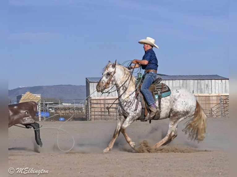 Appaloosa Castrone 5 Anni 142 cm  in Rigby