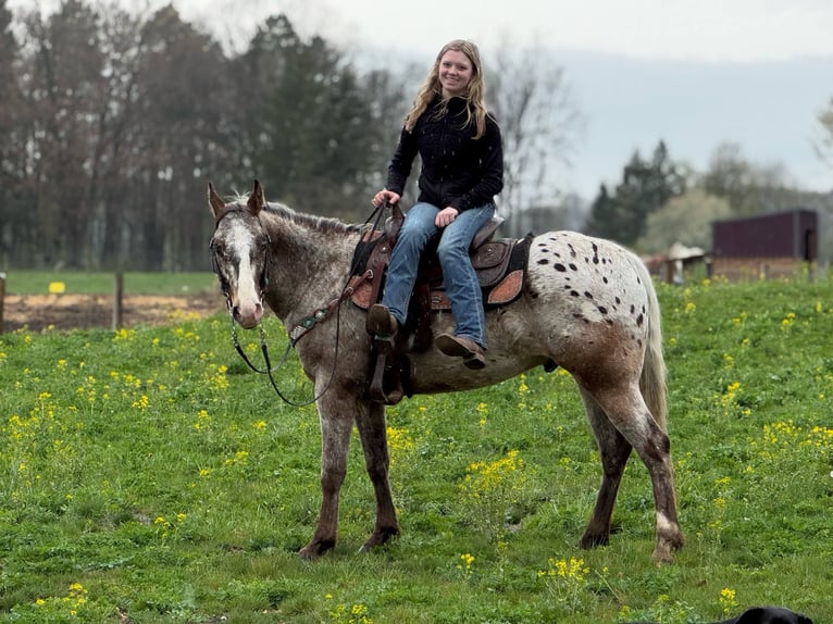 Appaloosa Castrone 5 Anni 145 cm Baio roano in Howell, MI