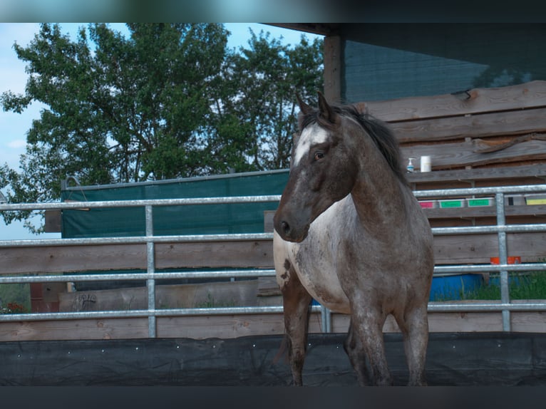 Appaloosa Castrone 5 Anni 150 cm Baio in Bad Ems