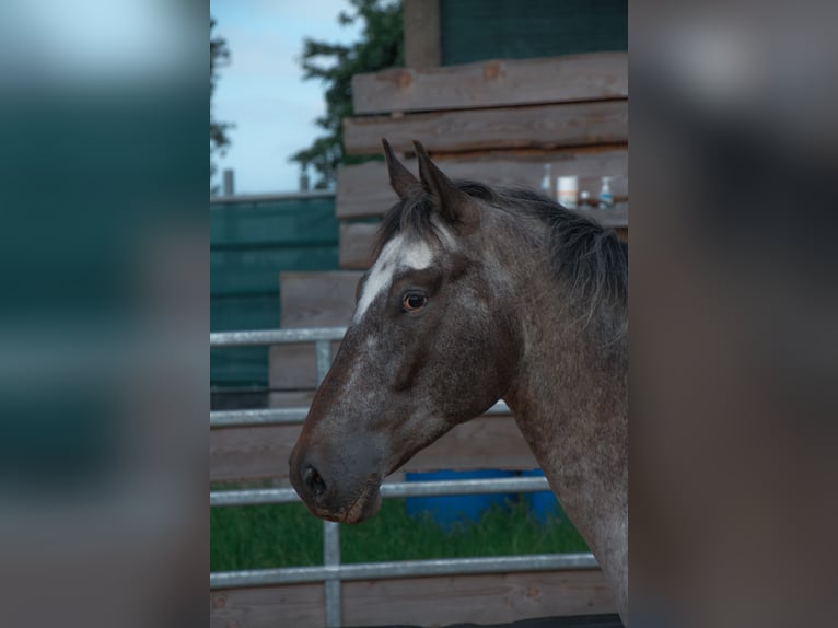 Appaloosa Castrone 5 Anni 150 cm Baio in Bad Ems