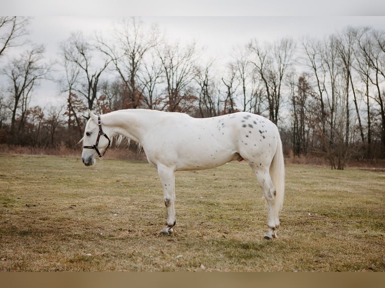 Appaloosa Castrone 5 Anni 150 cm Leopard in North Judson