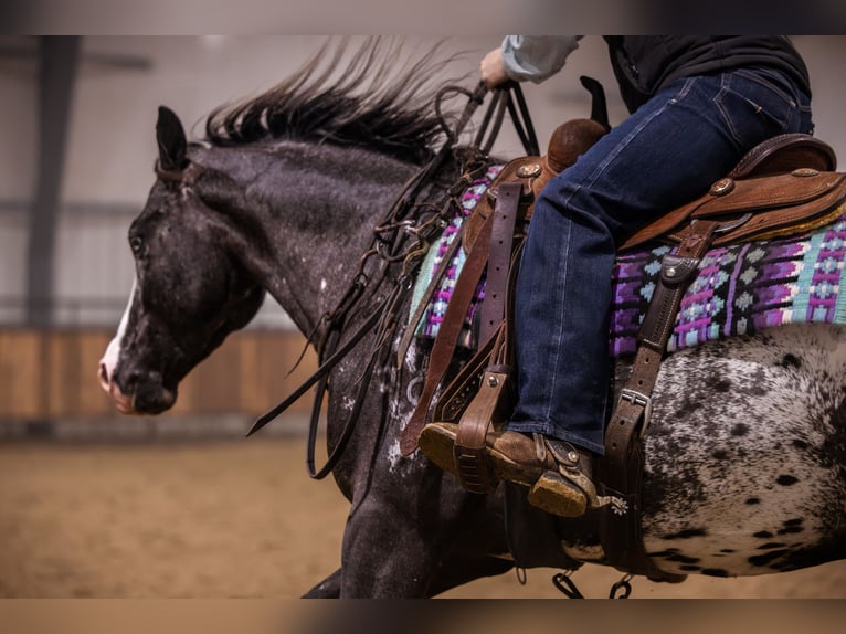 Appaloosa Castrone 5 Anni 150 cm Leopard in Canistota