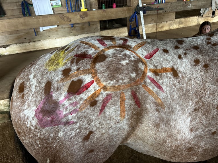 Appaloosa Mix Castrone 5 Anni 152 cm Baio ciliegia in White Hall