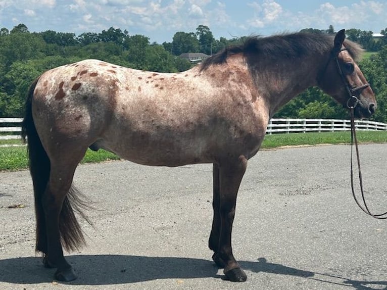 Appaloosa Mix Castrone 5 Anni 152 cm Baio ciliegia in White Hall