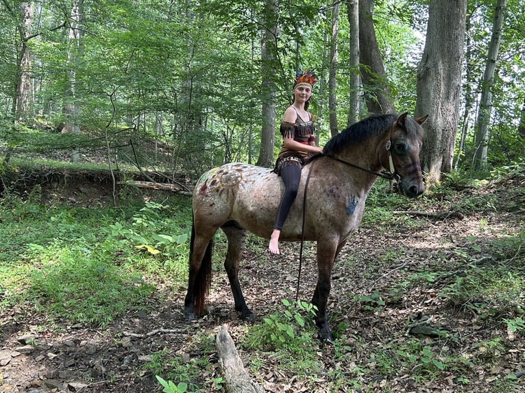 Appaloosa Mix Castrone 5 Anni 152 cm Baio ciliegia in White Hall
