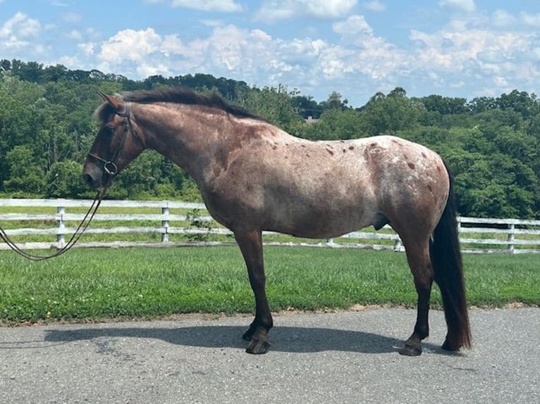 Appaloosa Mix Castrone 5 Anni 152 cm Baio ciliegia in White Hall