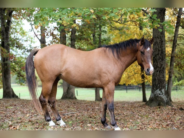 Appaloosa Castrone 5 Anni 152 cm Falbo in Laotto