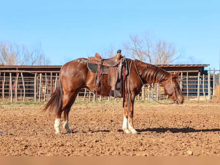 Appaloosa Castrone 5 Anni 152 cm  in Ripley