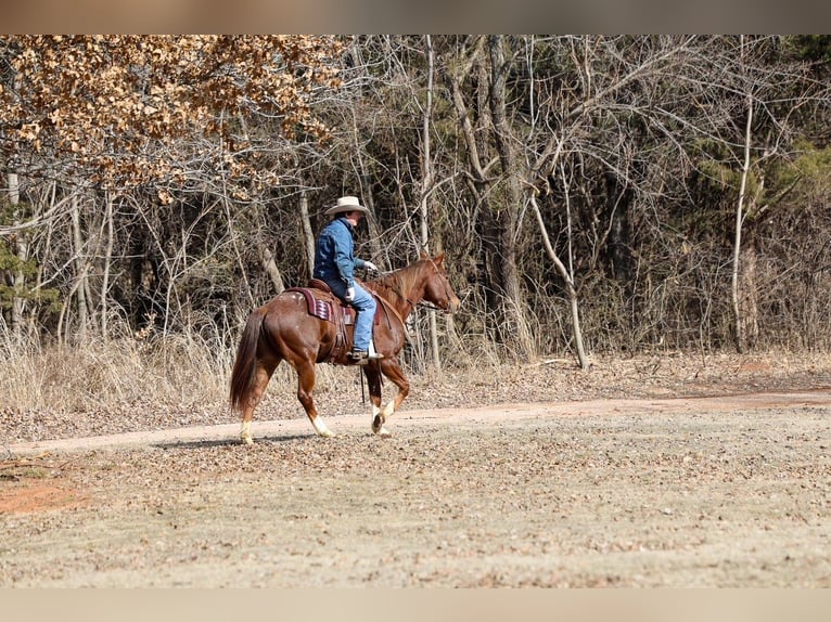 Appaloosa Castrone 5 Anni 152 cm  in Ripley