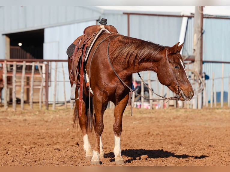 Appaloosa Castrone 5 Anni 152 cm  in Ripley