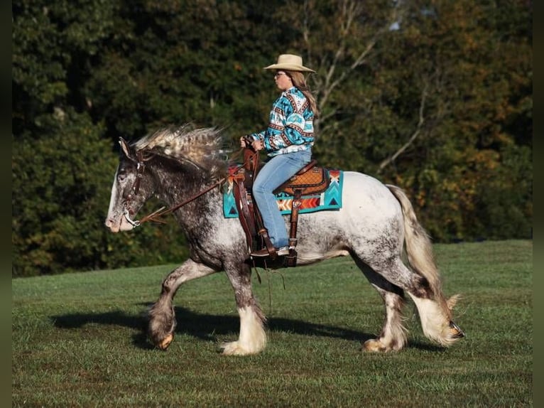 Appaloosa Castrone 5 Anni 152 cm Roano rosso in Mount Vernon KY