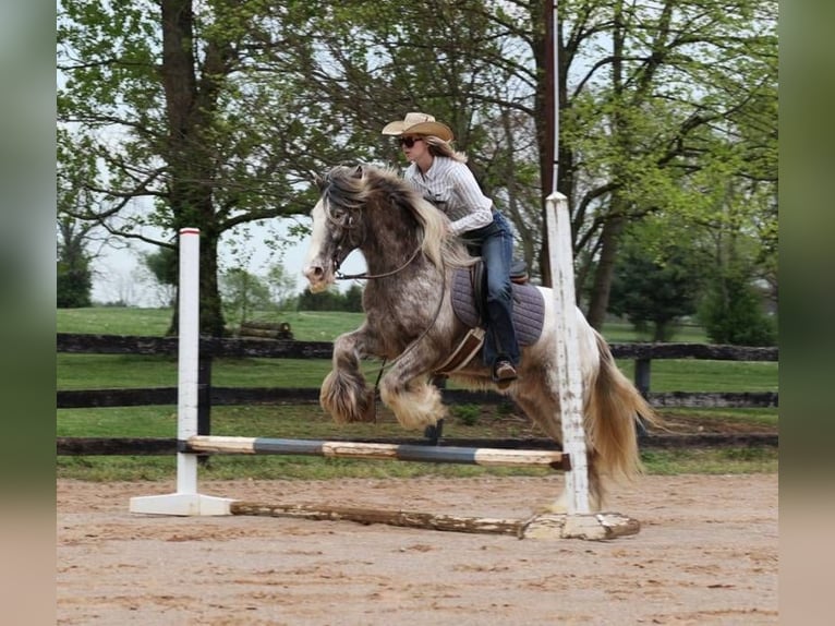 Appaloosa Castrone 5 Anni 152 cm Roano rosso in Mount Vernon KY