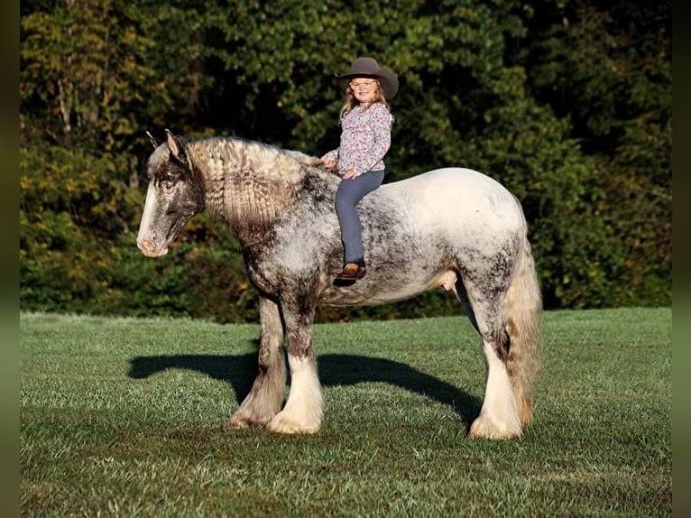 Appaloosa Castrone 5 Anni 152 cm Roano rosso in Mount Vernon KY