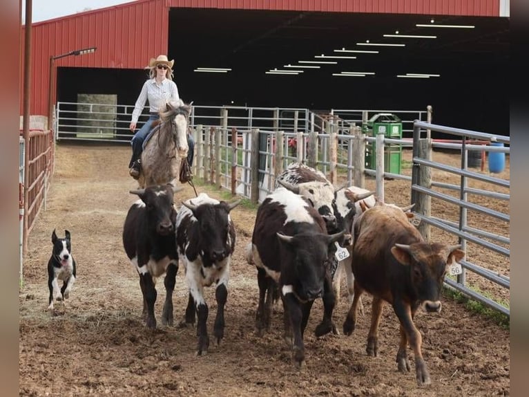 Appaloosa Castrone 5 Anni 152 cm Roano rosso in Mount Vernon KY