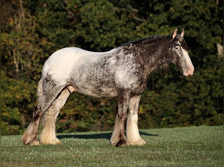 Appaloosa Castrone 5 Anni 152 cm Roano rosso in Mount Vernon KY