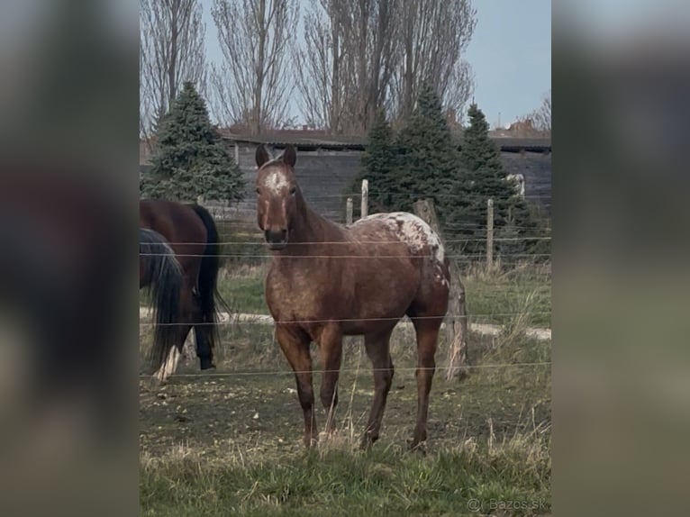 Appaloosa Castrone 5 Anni 153 cm Baio ciliegia in Tesedikovo
