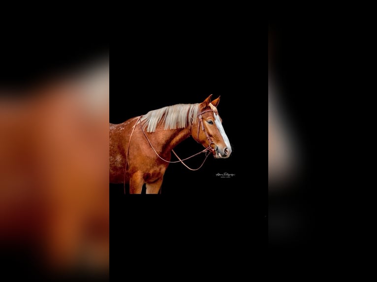 Appaloosa Castrone 5 Anni 153 cm in Greifenstein