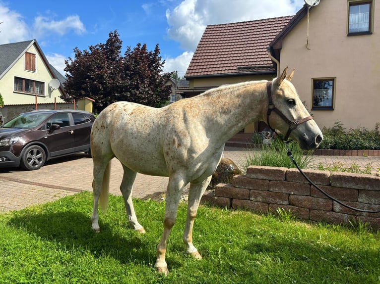 Appaloosa Castrone 5 Anni 153 cm Palomino in Leutersdorf
