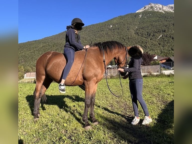 Appaloosa Mix Castrone 5 Anni 154 cm Baio in Medraz Appaloosa Mix Castrone 5 Anni 154 cm Baio in Medraz