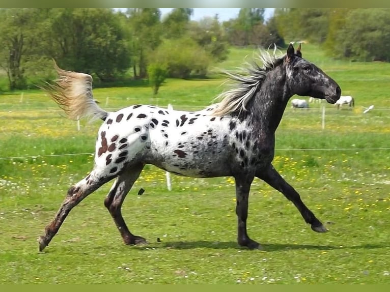 Appaloosa Castrone 5 Anni 155 cm Morello in Jablonec nad Nisou