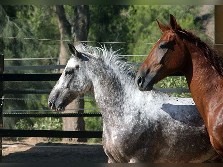 Appaloosa Mix Castrone 5 Anni 155 cm Pezzato in Mijas