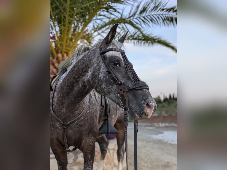 Appaloosa Mix Castrone 5 Anni 155 cm Pezzato in Mijas