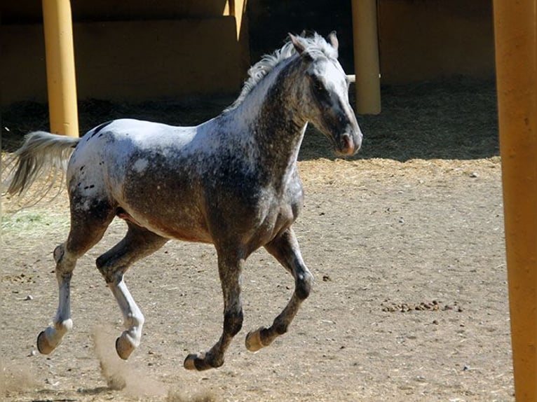 Appaloosa Mix Castrone 5 Anni 155 cm Pezzato in Mijas