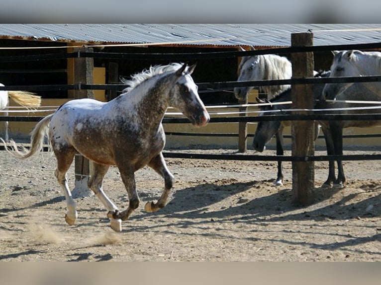 Appaloosa Mix Castrone 5 Anni 155 cm Pezzato in Mijas